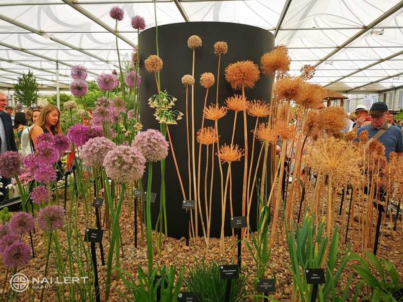 Chelsea Flower​ Show​ 2019 Trip for Competition Winners #2